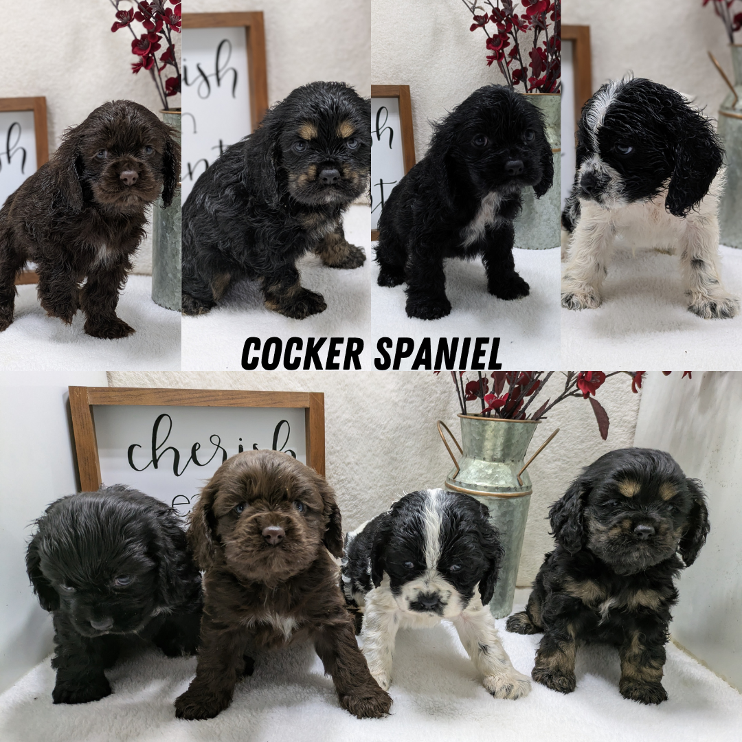 COCKER SPANIEL (12/03) FEMALE