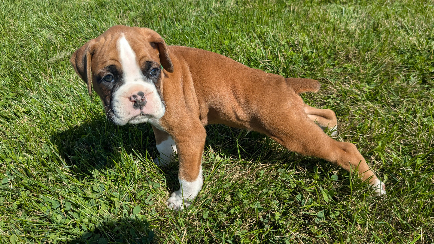 BOXER (08/27) MALE