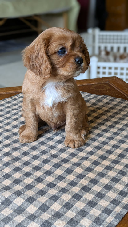 CAVALIER (12/26) MALE