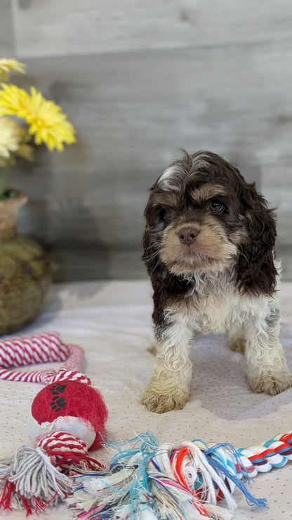 COCKAPOO (12/11) MALE