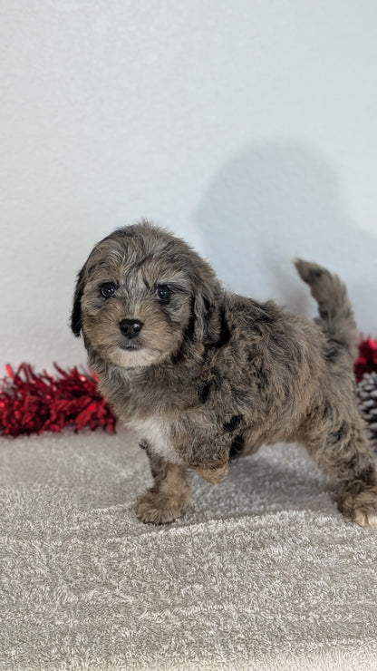 MINI BERNEDOODLE (10/14) FEMALE