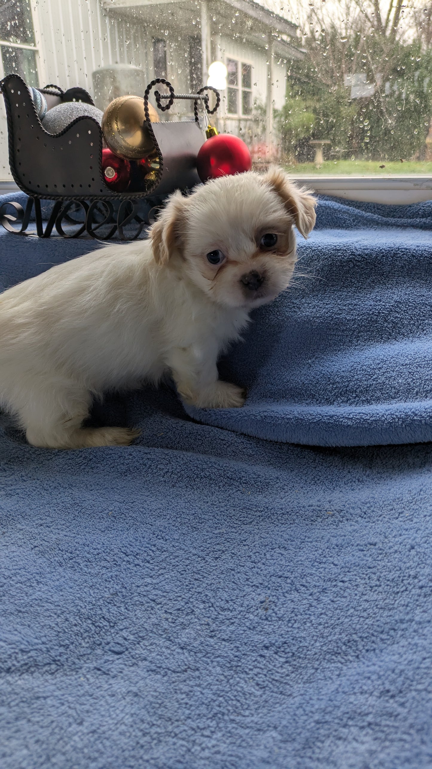 SHIH TZU (10/28) FEMALE