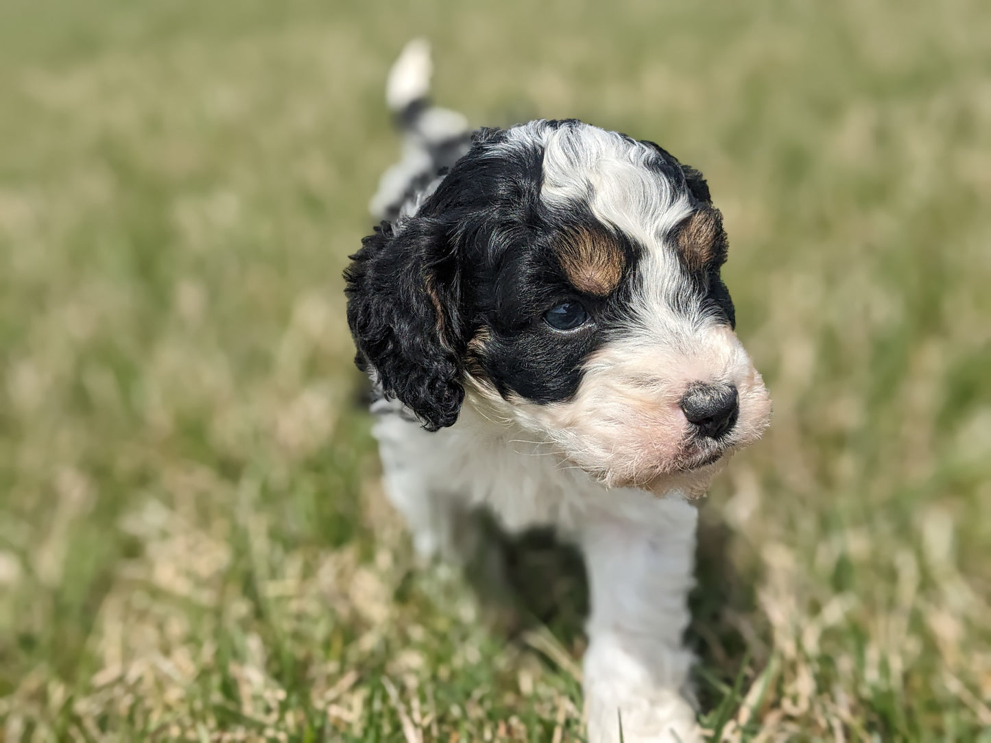 CAVAPOO (03/07) MALE