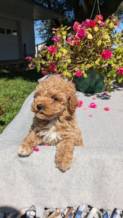 TOY POODLE (07/20) MALE