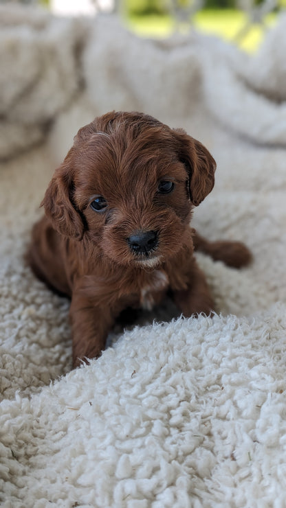 CAVAPOO (05/12) MALE