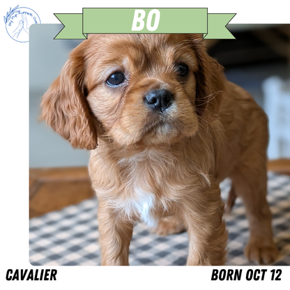 CAVALIER (12/26) MALE