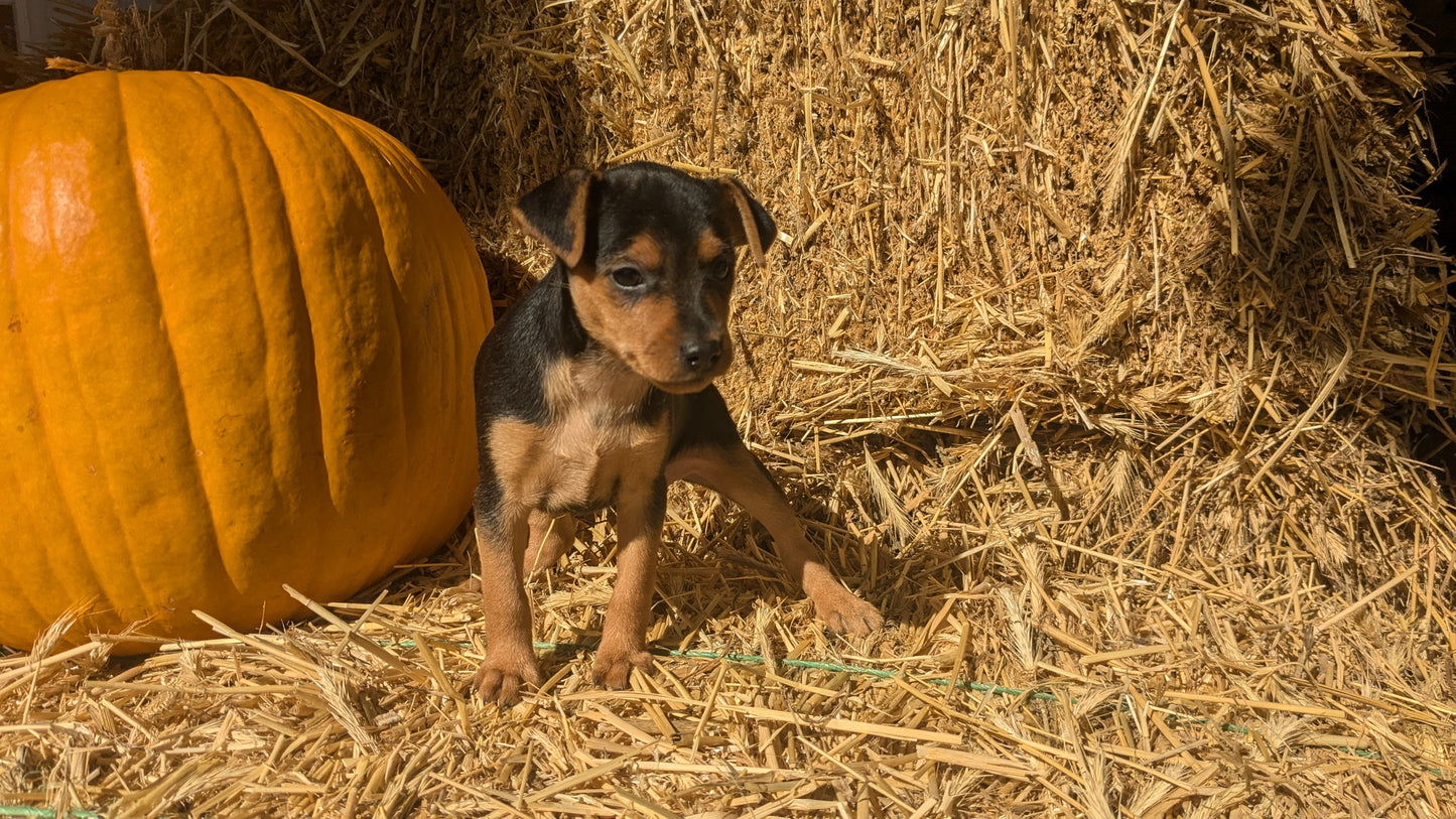 MINI PINSCHER (08/25) FEMALE