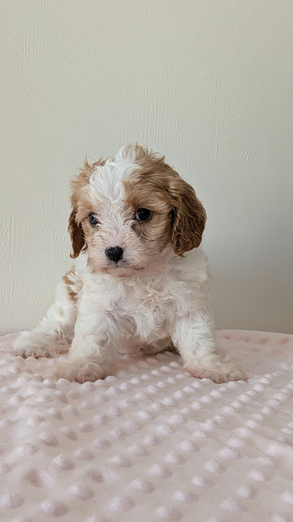 CAVAPOO (12/31) FEMALE