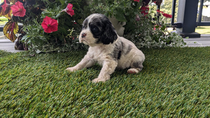 COCKER SPANIEL (07/24) FEMALE