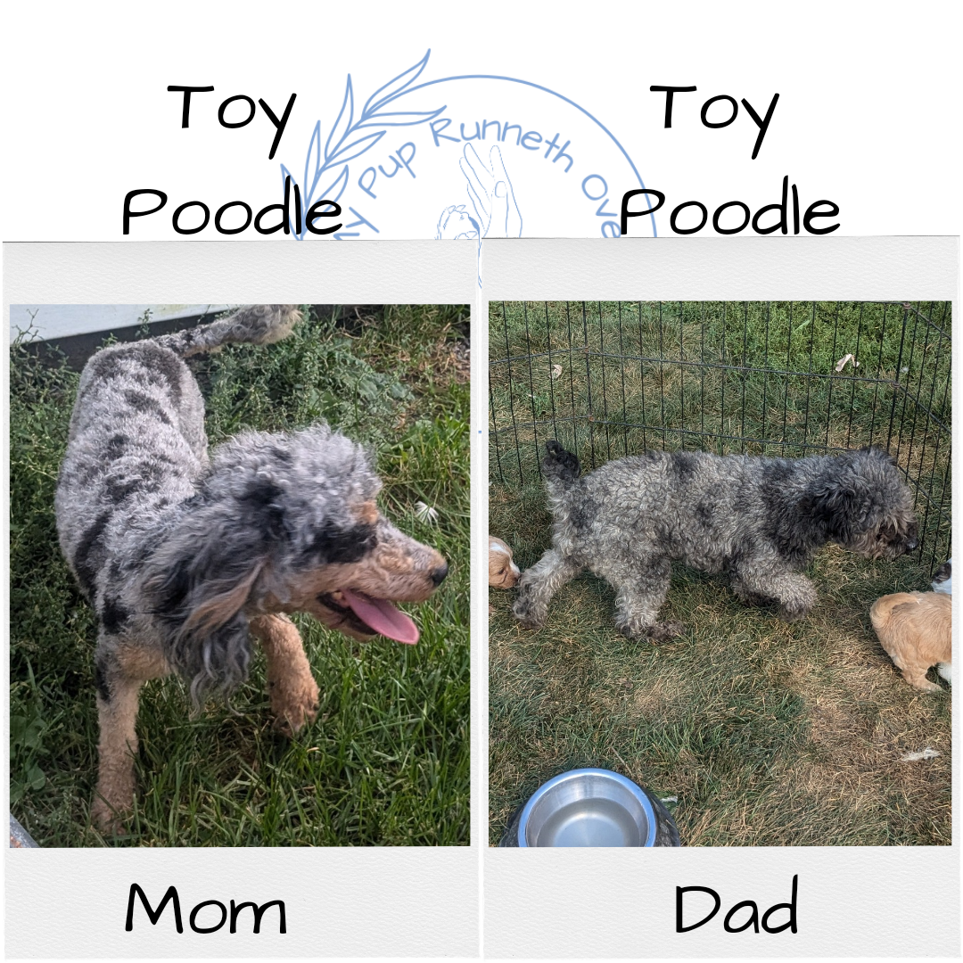 TOY POODLE (08/24) FEMALE