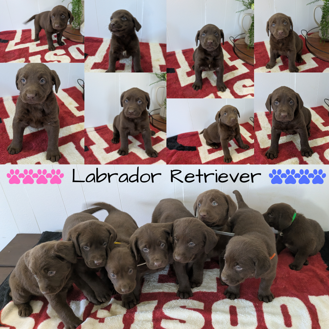 LABRADOR RETRIEVER (11/03) FEMALE