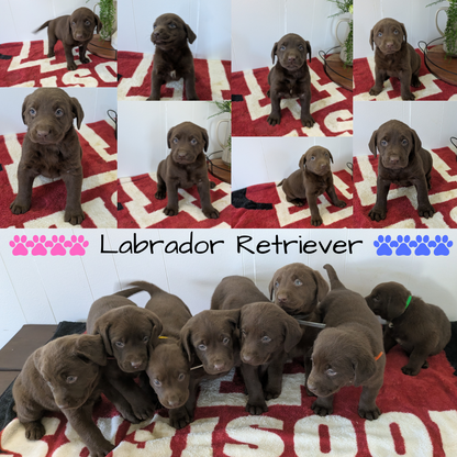 LABRADOR RETRIEVER (11/03) FEMALE