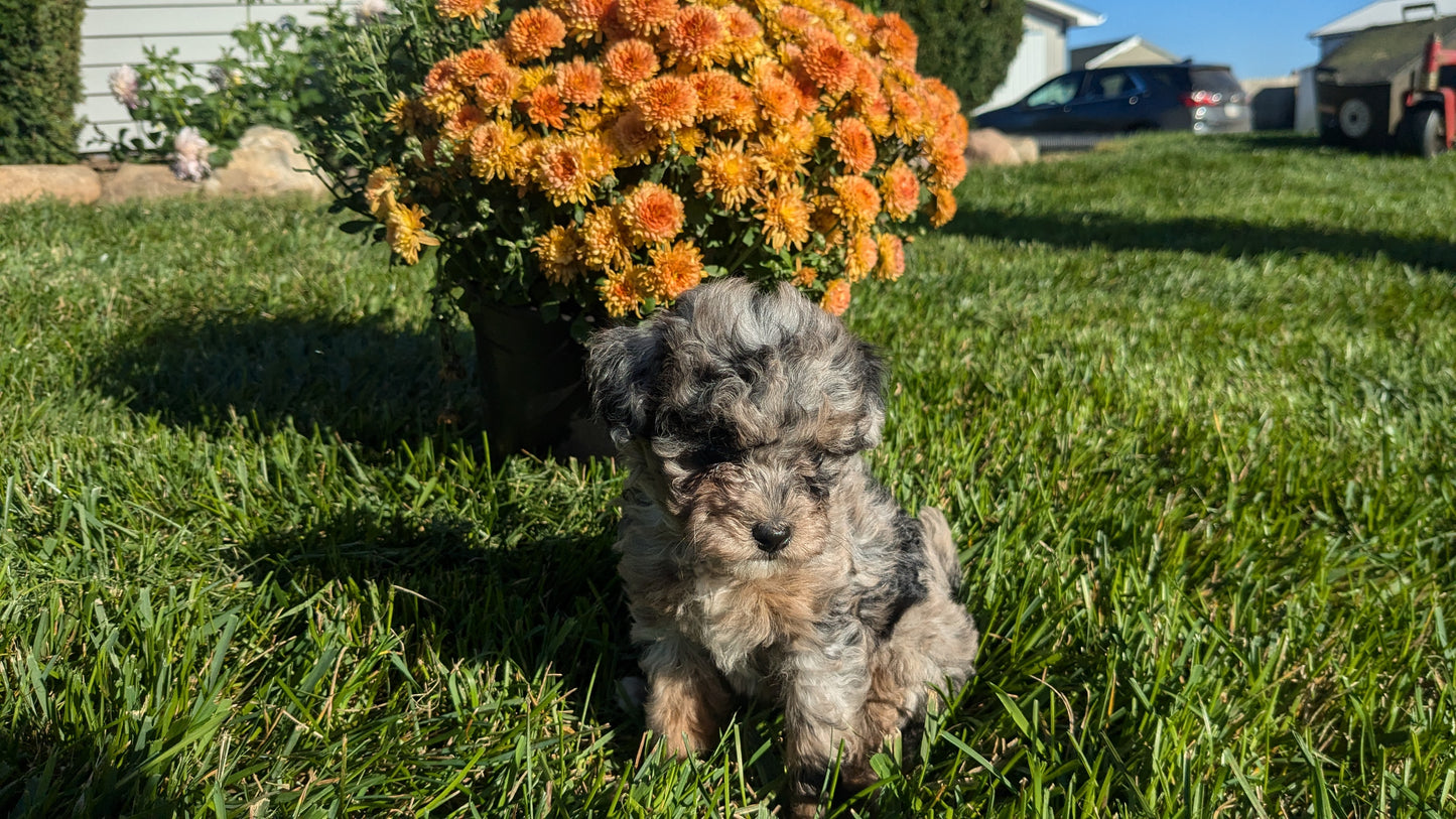 TOY POODLE (08/24) FEMALE