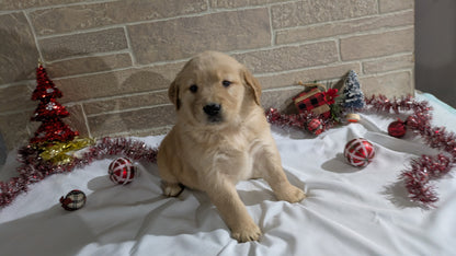 GOLDEN RETRIEVER (11/11) FEMALE