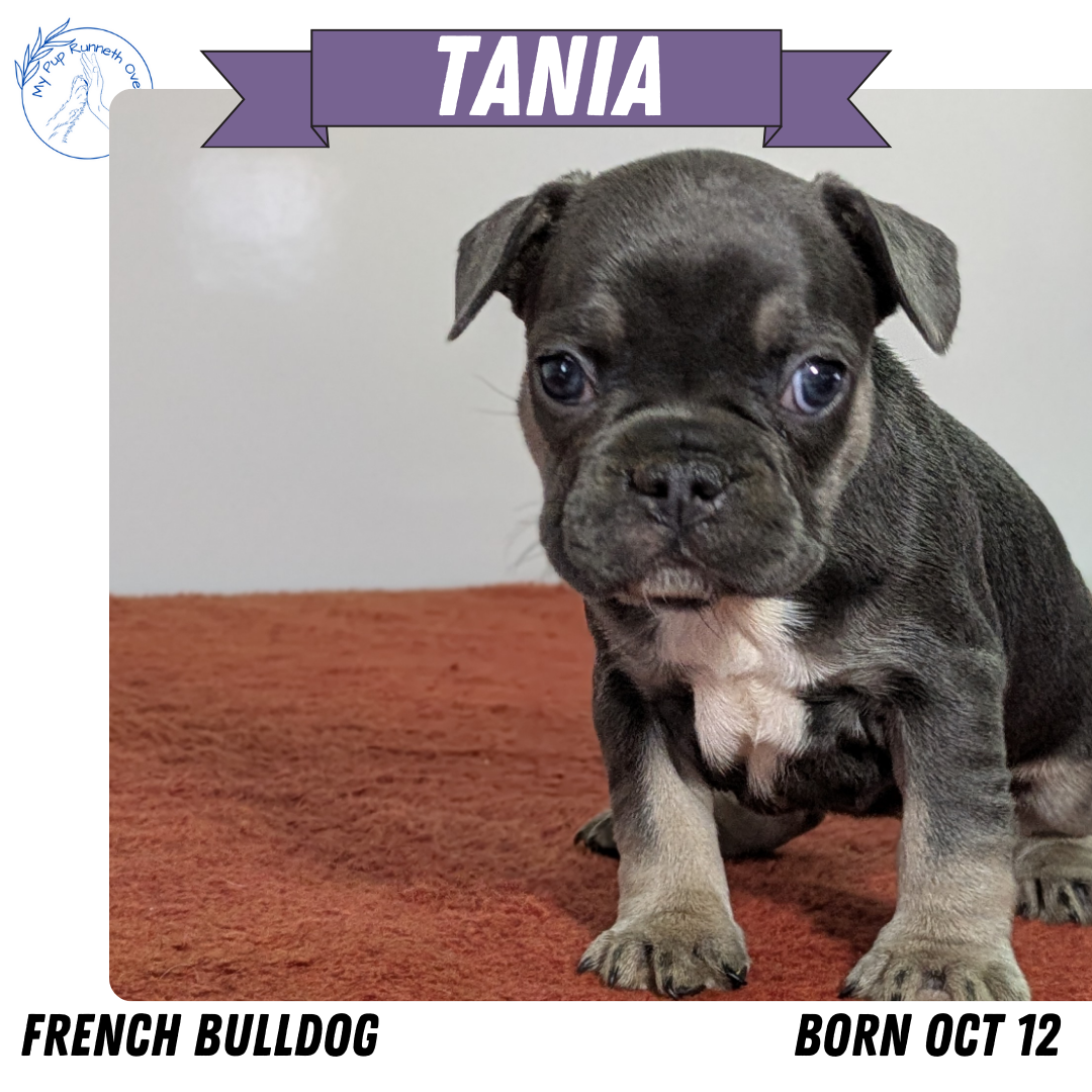 FRENCH BULLDOG (12/21) FEMALE