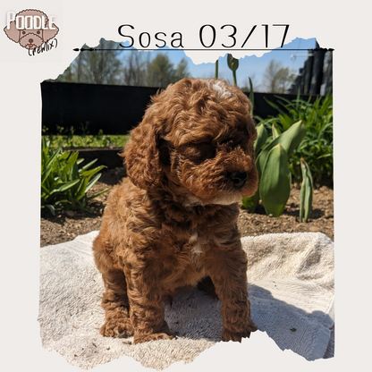 CAVAPOO (03/17) MALE