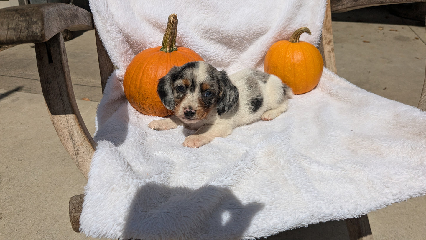 MINI DACHSHUND (07/22) MALE