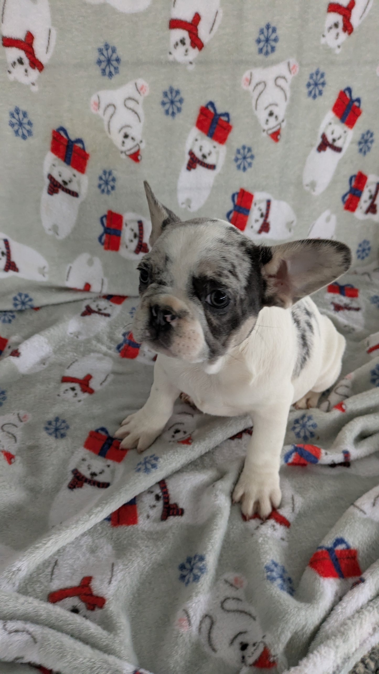 FRENCH BULLDOG (11/01) FEMALE