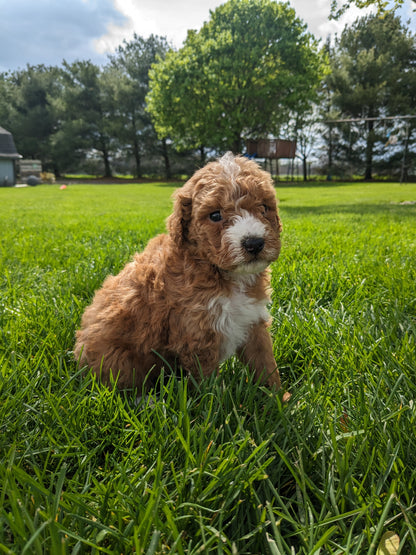 MINI GOLDENDOODLE (03/20) MALE