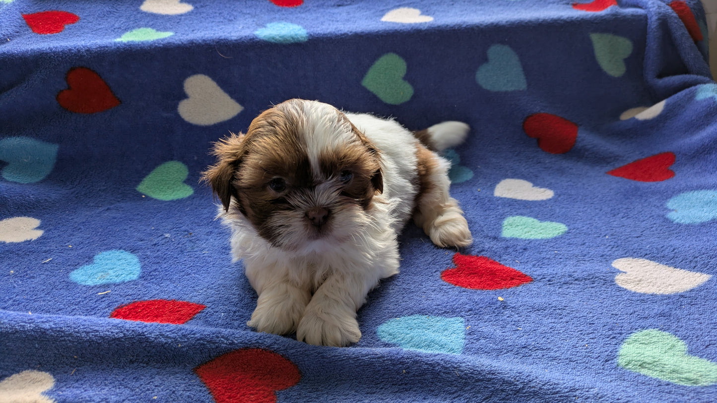 SHIH TZU (10/22) MALE