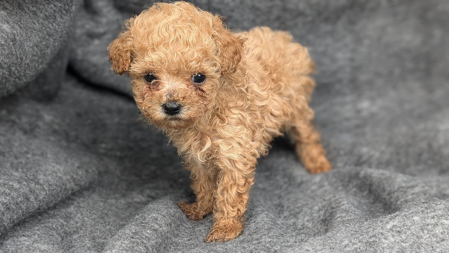 MALTIPOO (09/23) FEMALE