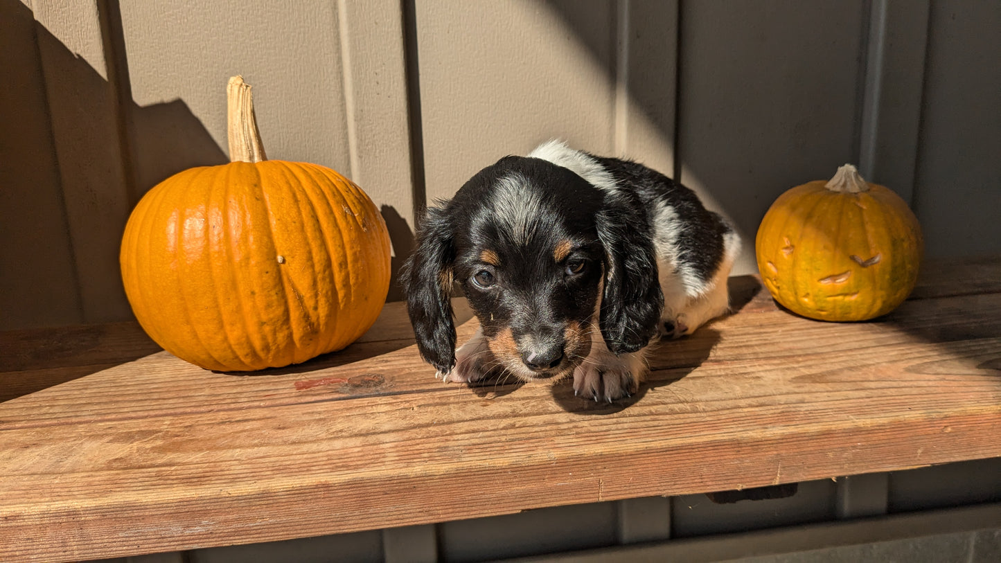 MINI DACHSHUND (07/22) MALE