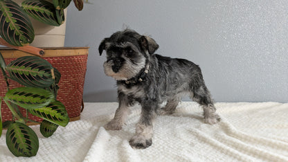 MINI SCHNAUZER (01/08) MALE