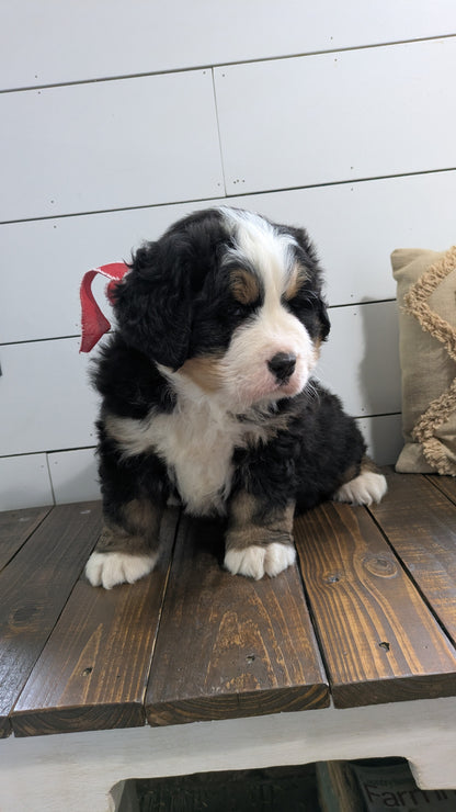 BERNESE MOUNTAIN DOG (11/17) MALE