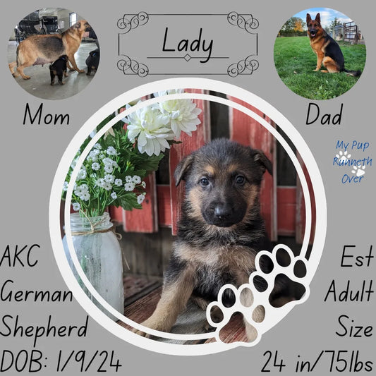 German Shepherd (01/09) Female