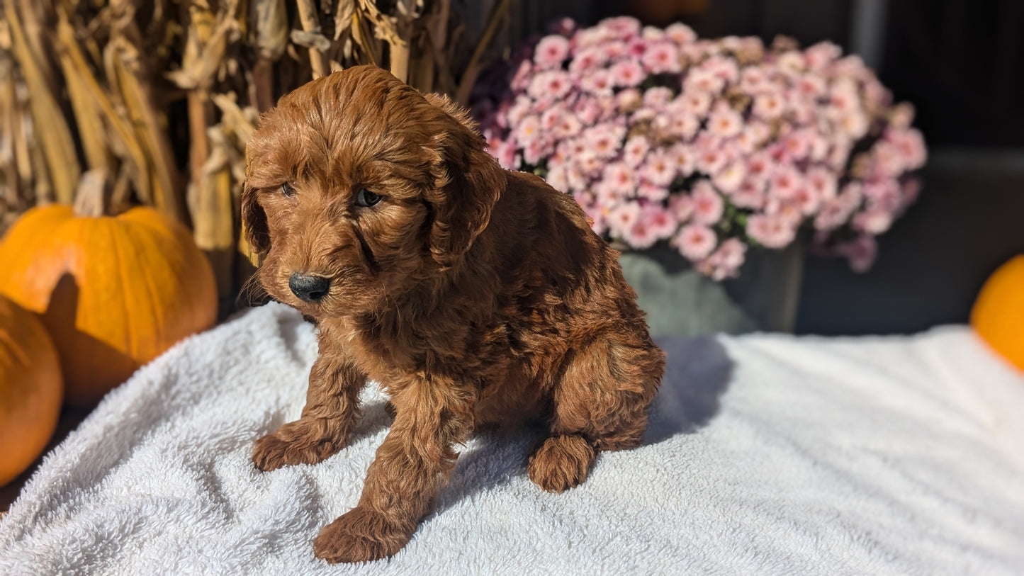 MINI POODLE (08/20) MALE