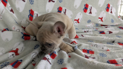 FRENCH BULLDOG (10/30) FEMALE