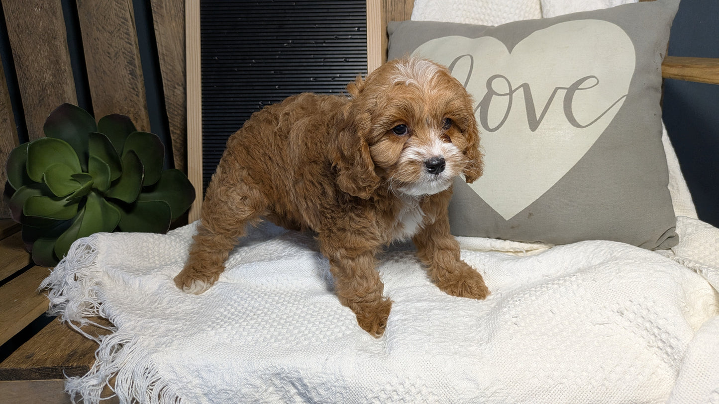 CAVAPOO (12/20) MALE