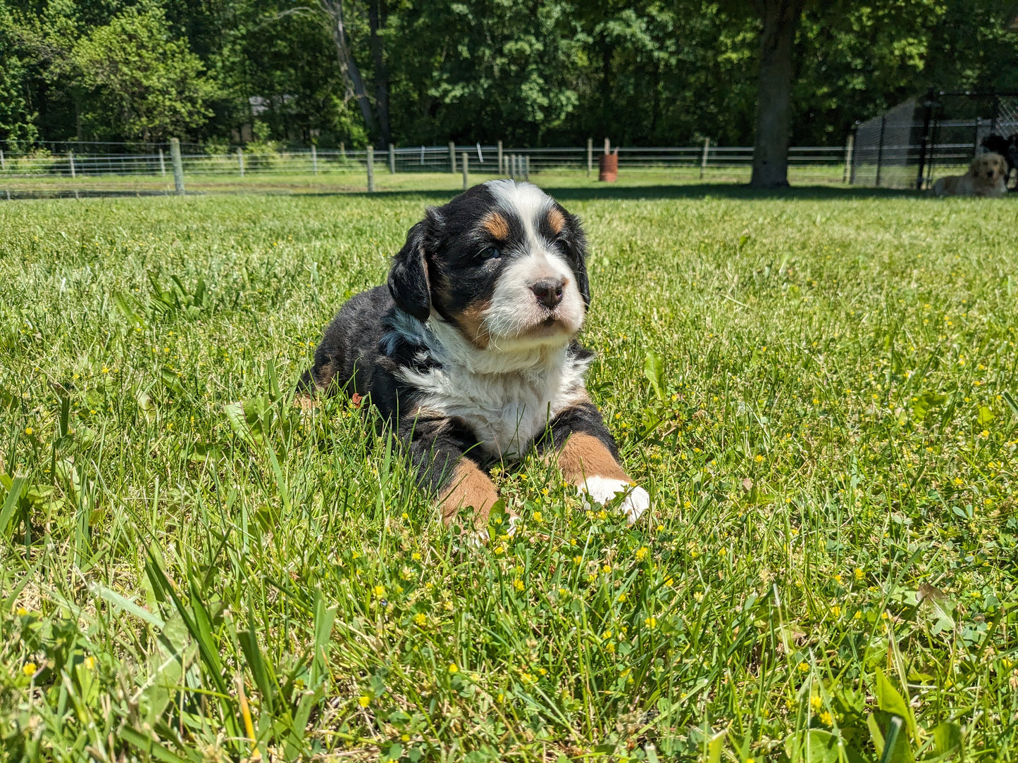 BERNESE MOUNTAIN DOG (04/24) FEMALE