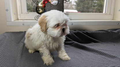 SHIH TZU (10/30) FEMALE