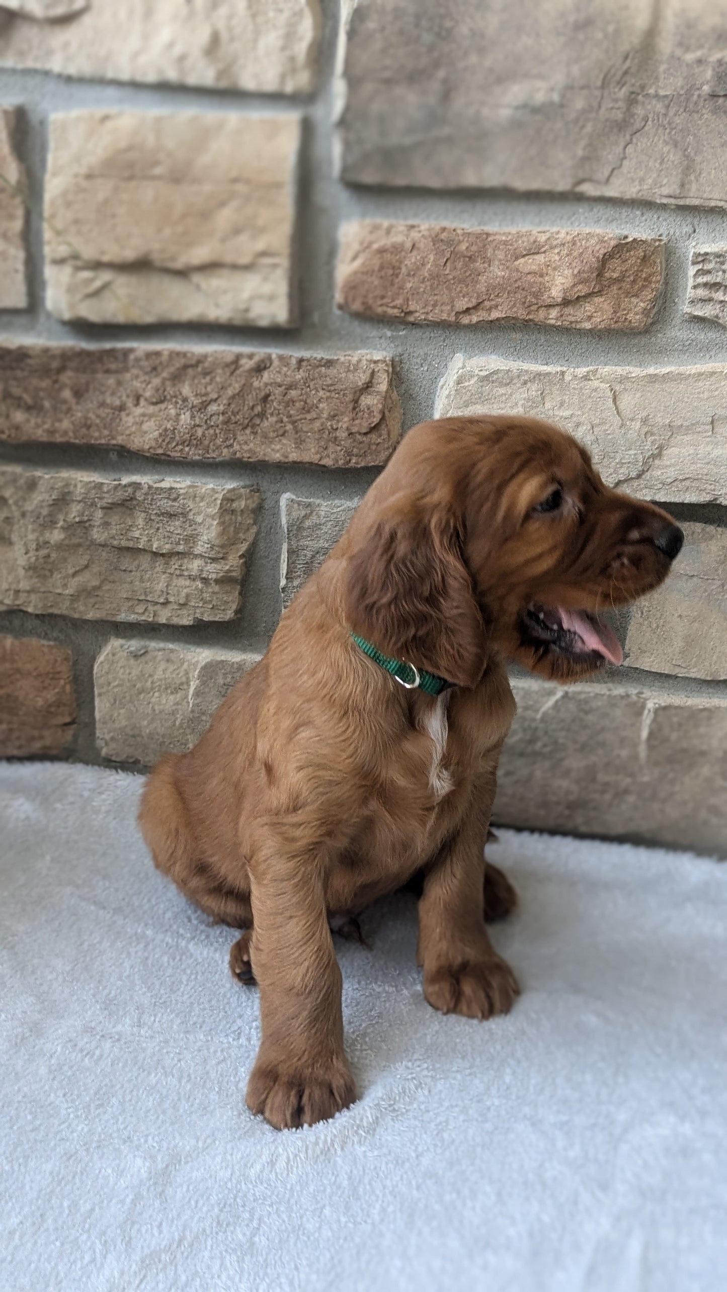 IRISH SETTER (07/20) MALE