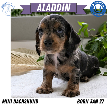 MINI DACHSHUND (01/27) MALE