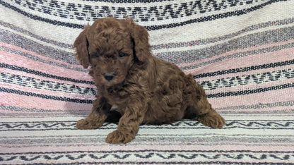 TOY POODLE (12/27) FEMALE