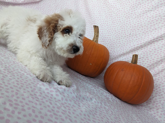 MINI GOLDENDOODLES (TEDDY X KYA)