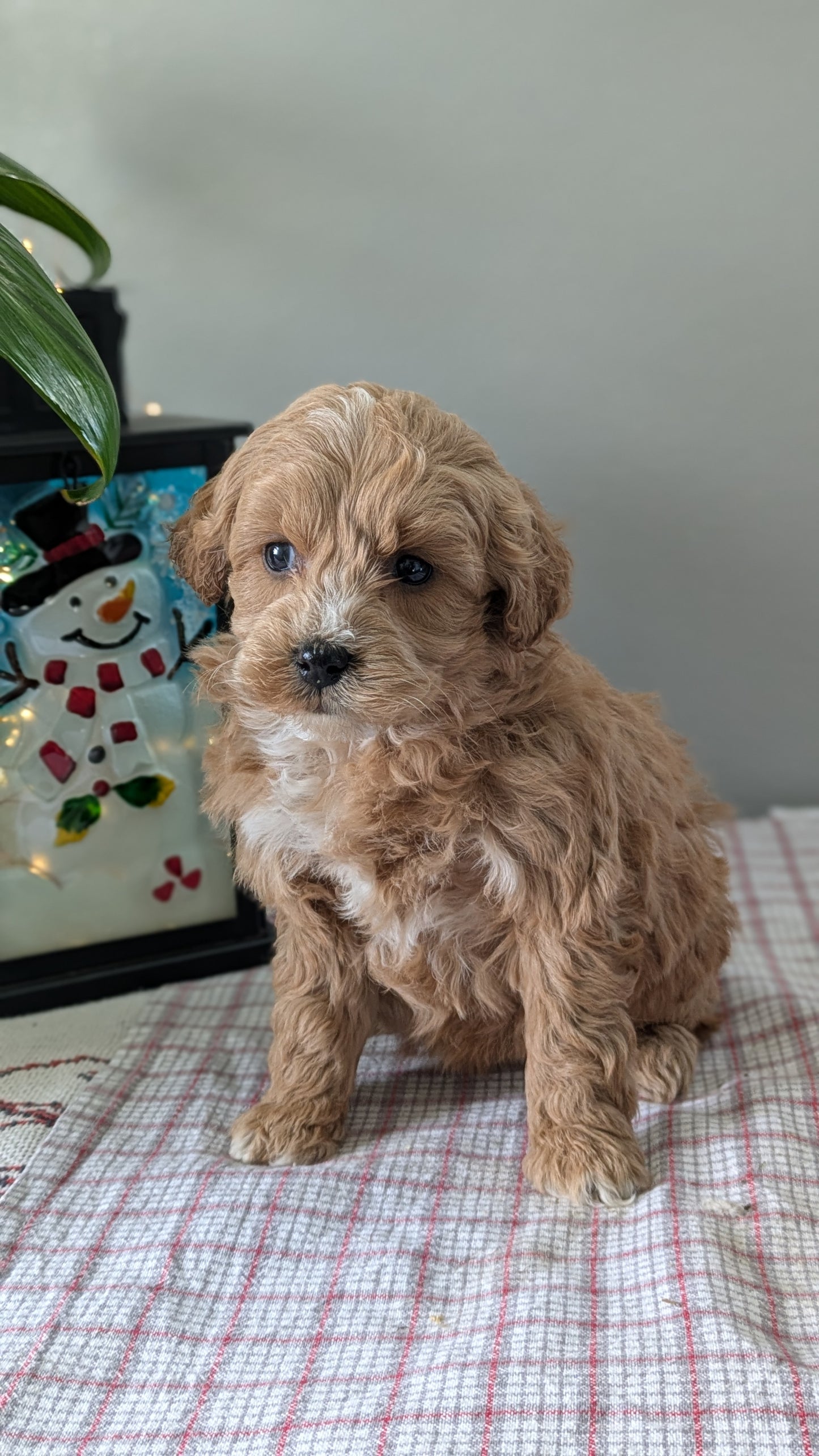 MINI GOLDENDOODLE (12/09) FEMALE