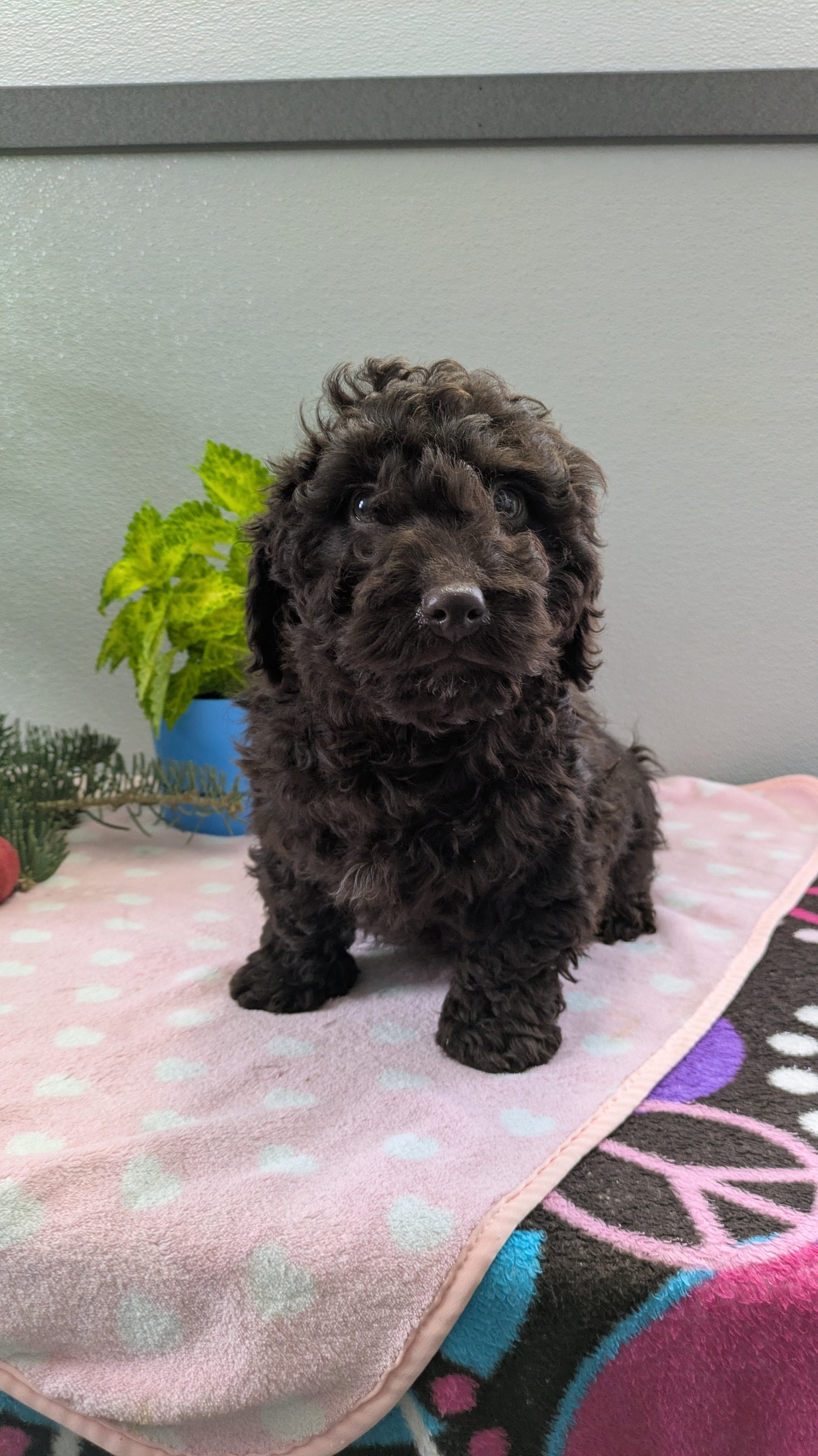 MINI LABRADOODLE (11/26) MALE