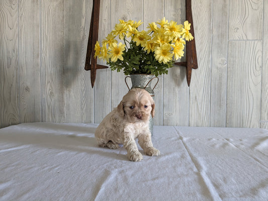 COCKER SPANIEL (12/29/23) FEMALE