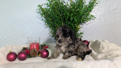 SHIHPOO (10/19) FEMALE