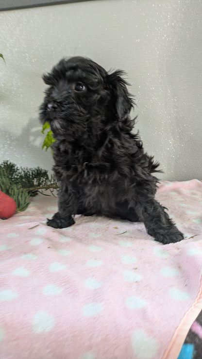 MINI LABRADOODLE (11/26) FEMALE