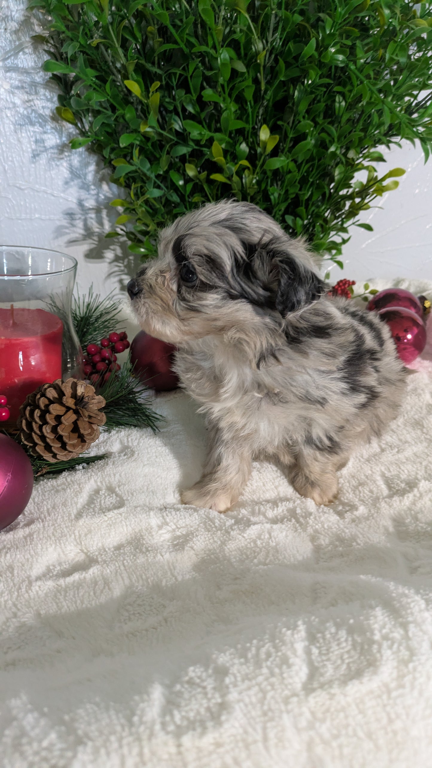 SHIHPOO (10/27) FEMALE