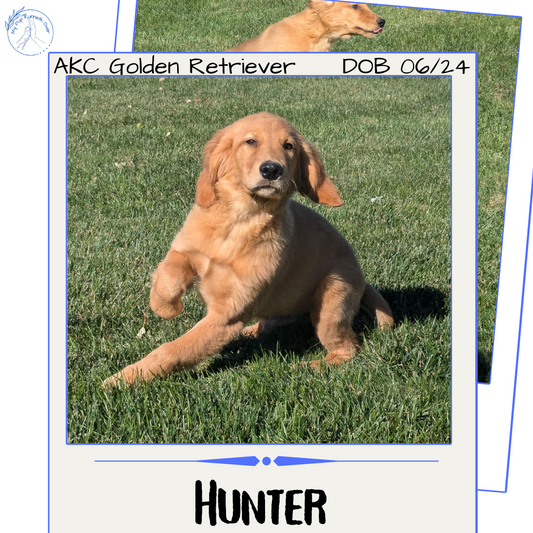 GOLDEN RETRIEVER (06/24) MALE