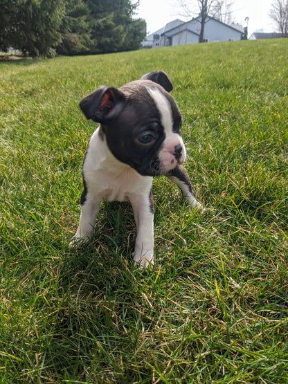 BOSTON TERRIER (FEMALE) 02/04