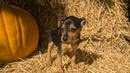 MINI PINSCHER (08/25) FEMALE