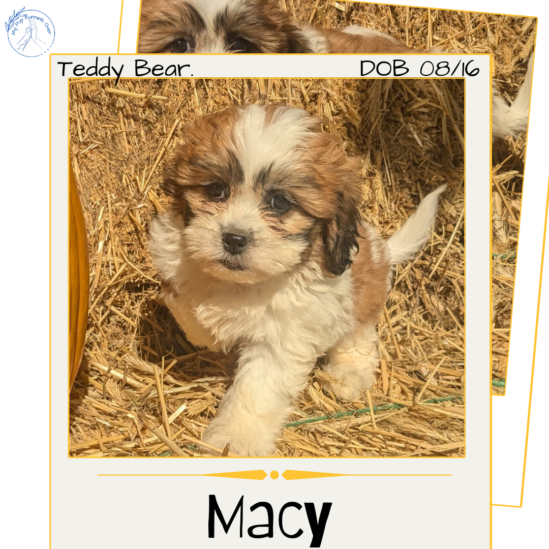 Teddy bear shih tzu bichon puppies for sale online