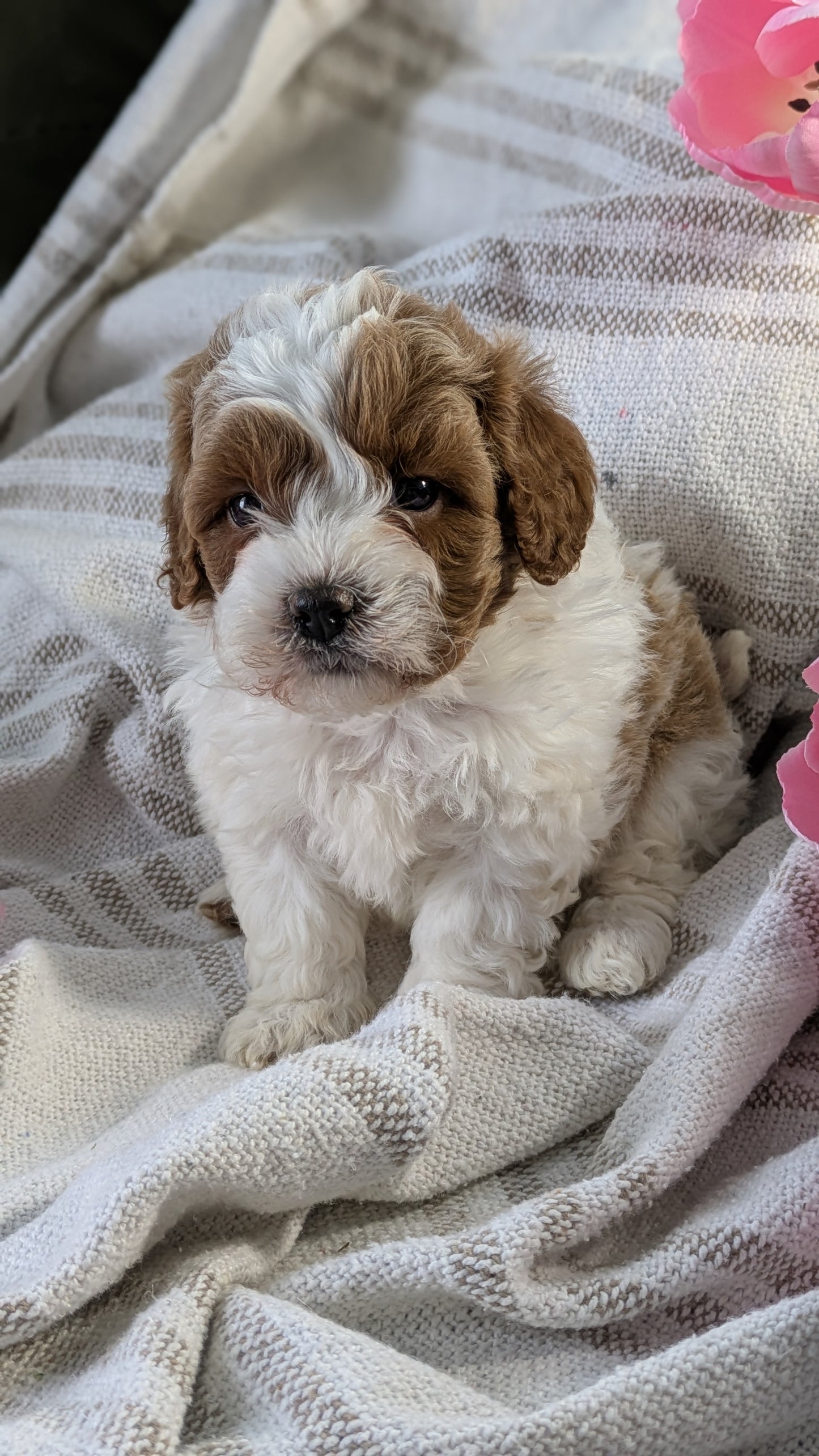 CAVAPOO (01/10) MALE