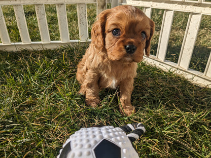 CAVALIER (1/1/24) MALE